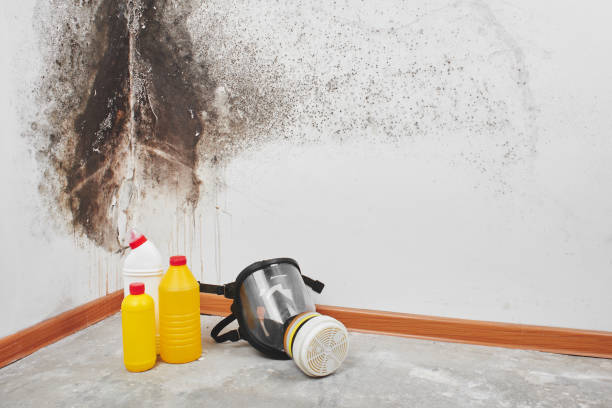 Home Mold Removal in Canastota, NY