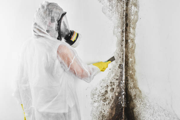 Certified Mold Removal in Canastota, NY