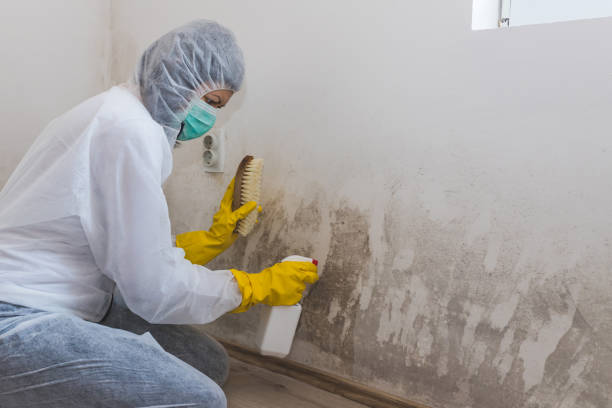 Best Black Mold Removal  in Canastota, NY