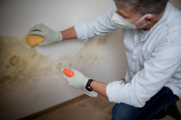 Best Home Mold Removal  in Canastota, NY