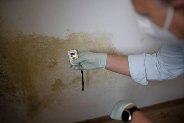 Best Affordable Mold Removal  in Canastota, NY