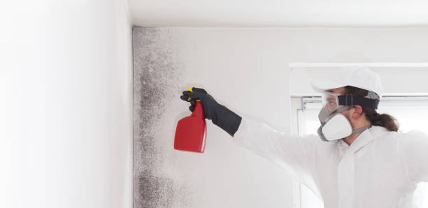 Best Home Mold Removal  in Canastota, NY