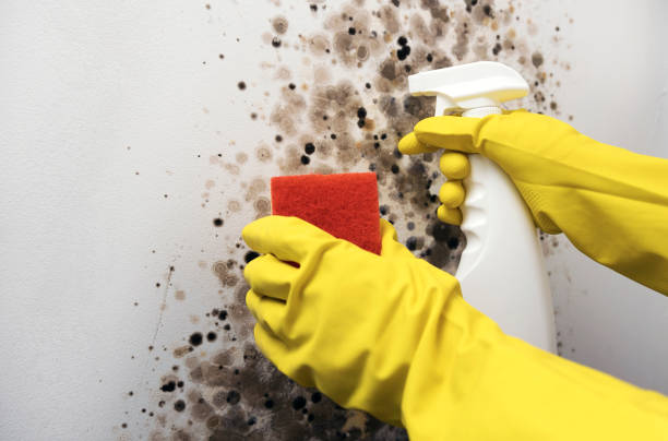Best Mold Removal Company Near Me  in Canastota, NY