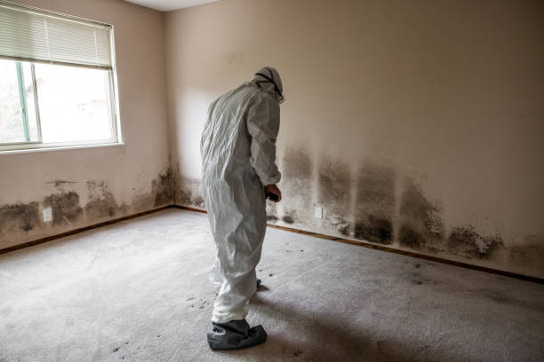 Best Local Mold Removal Service  in Canastota, NY