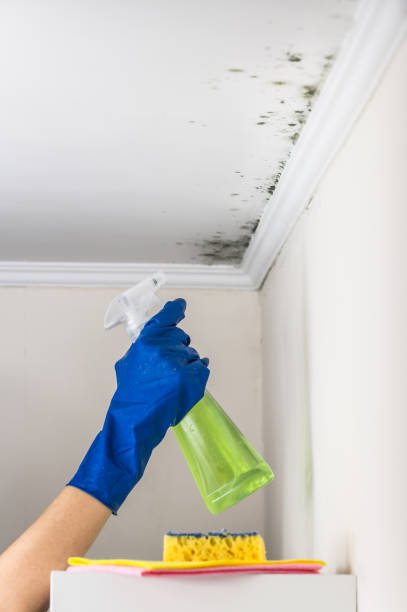 Best Professional Mold Removal  in Canastota, NY